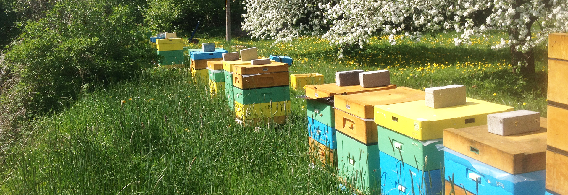 Mazurska Farma Pszczoły Miodnej